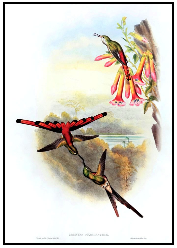 ALP B13031 Humming Birds (Antique Prints)